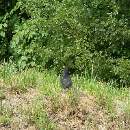 ベッド・アンド・ブレックファスト Il Cotogno ガーヴィ